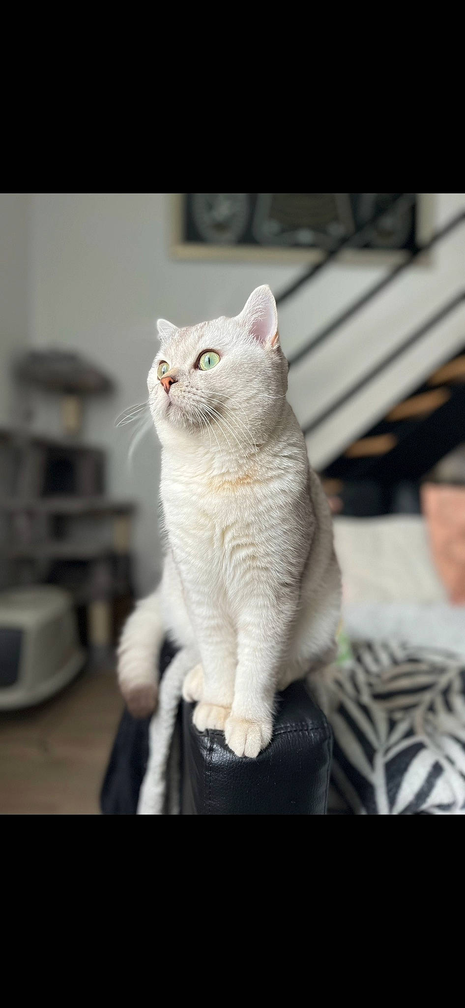 Baïza participe au concours pour gagner de l'argent avec cette photo : carnivore, cat, claw, comfort, domestic_short_haired_cat, felidae, fur, paw, sitting, small_to_medium_sized_cats, snout, tail, terrestrial_animal, whiskers