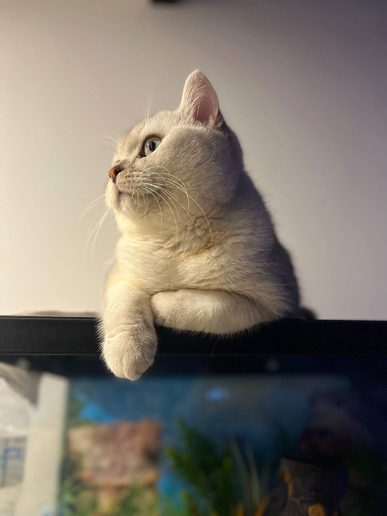 Baïza participe au concours pour gagner de l'argent avec cette photo : art, carnivore, cat, claw, domestic_short_haired_cat, ear, fawn, felidae, fur, grey, paw, plant, sitting, small_to_medium_sized_cats, snout, tail, terrestrial_animal, whiskers, window