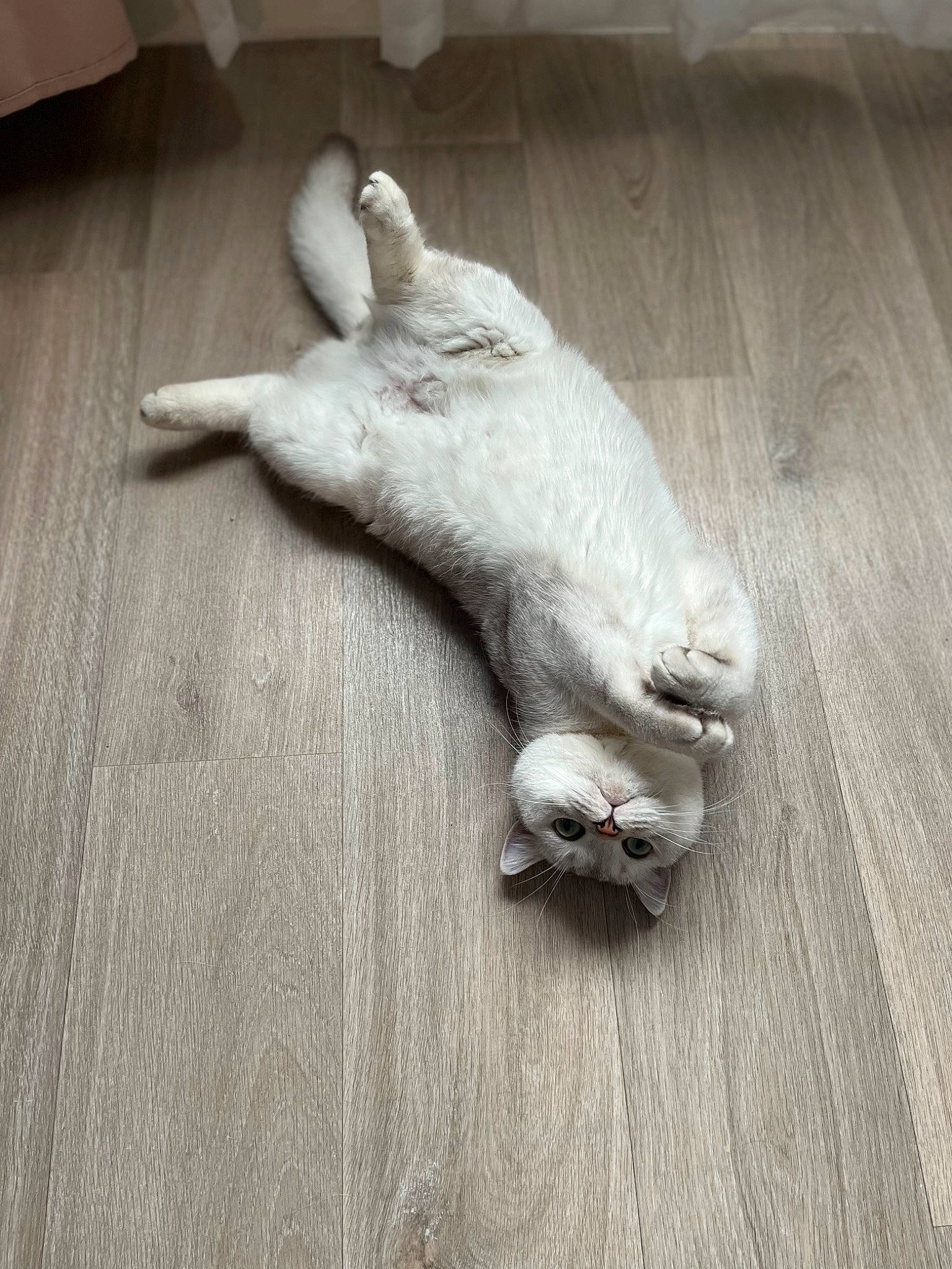 Baïza a rejoint le concours — aidez-le/la à gagner de superbes lots ! carnivore, companion_dog, dog, dog_breed, fawn, felidae, flooring, foot, grey, hardwood, human_leg, paw, small_to_medium_sized_cats, snout, tail, whiskers, wood, wood_flooring, wood_stain, working_animal