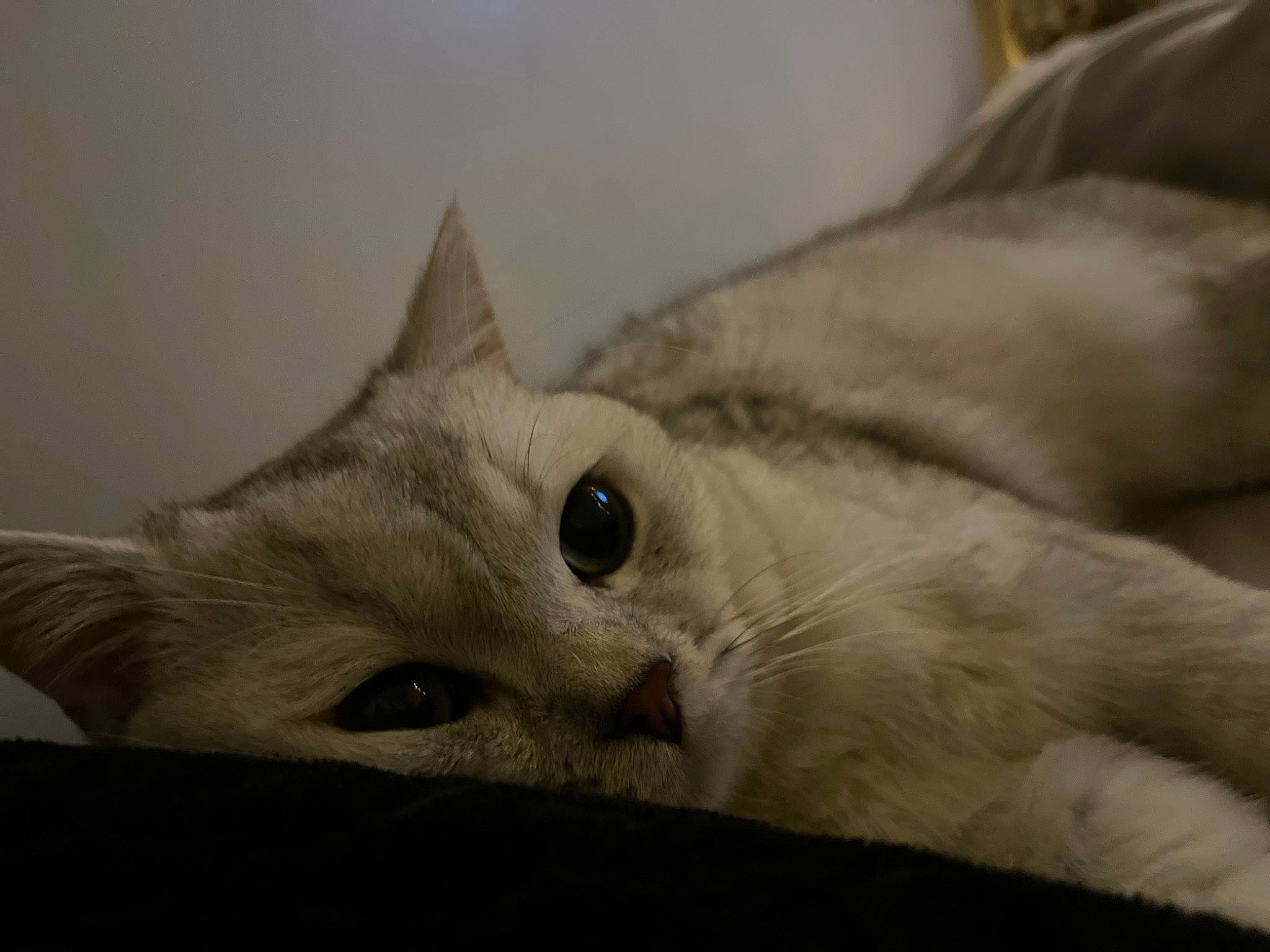 Baïza a rejoint le concours — aidez-le/la à gagner de superbes lots ! carnivore, cat, comfort, domestic_short_haired_cat, ear, fawn, felidae, fur, paw, small_to_medium_sized_cats, snout, whiskers