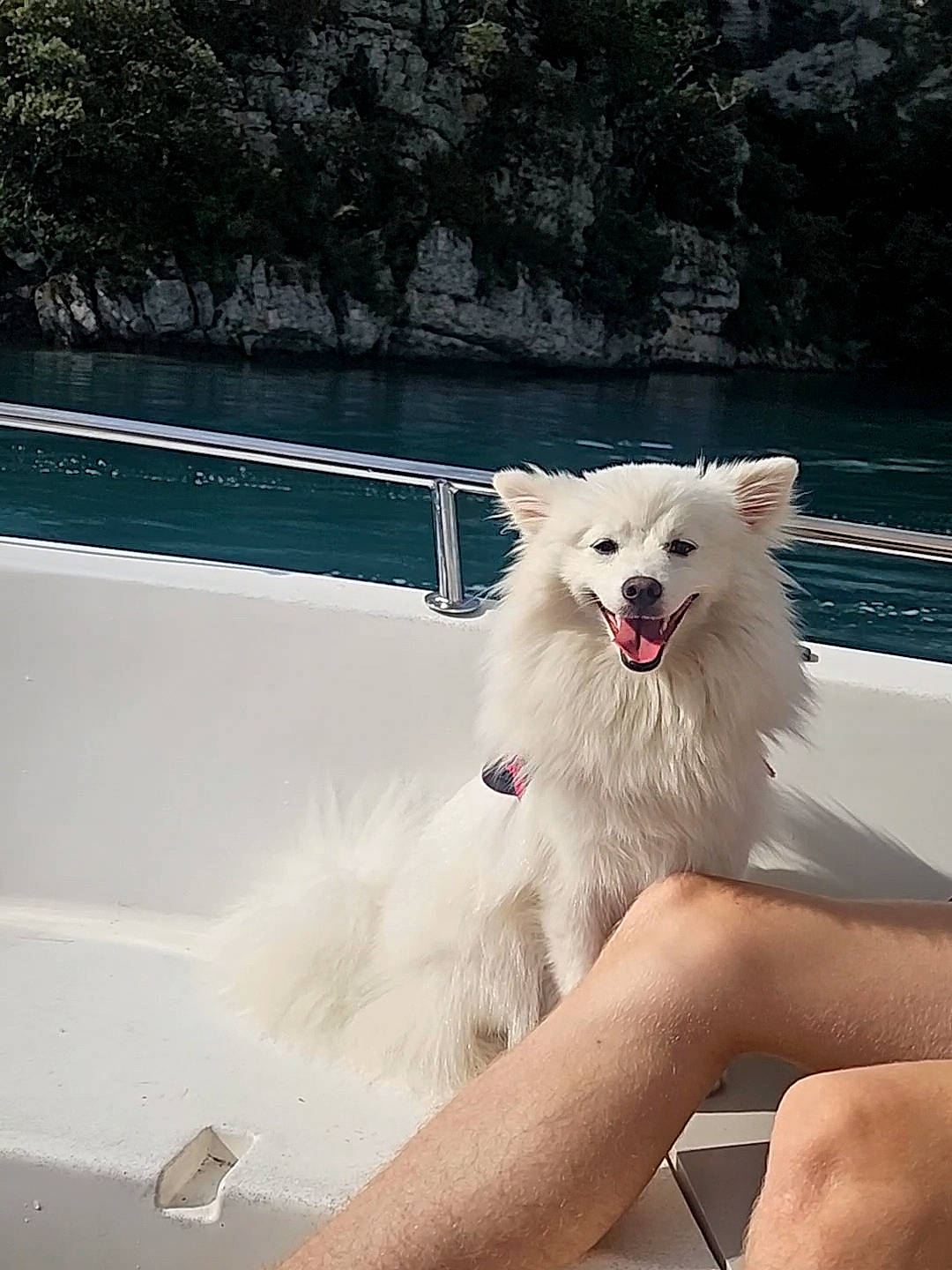 Fanny participe au concours pour gagner de l'argent avec cette photo : canidae, carnivore, companion_dog, dog, dog_breed, fang, fur, happy, indian_spitz, leisure, ocean, plant, spitz, sporting_group, tail, tree, water, windscreen_wiper, working_animal, working_dog