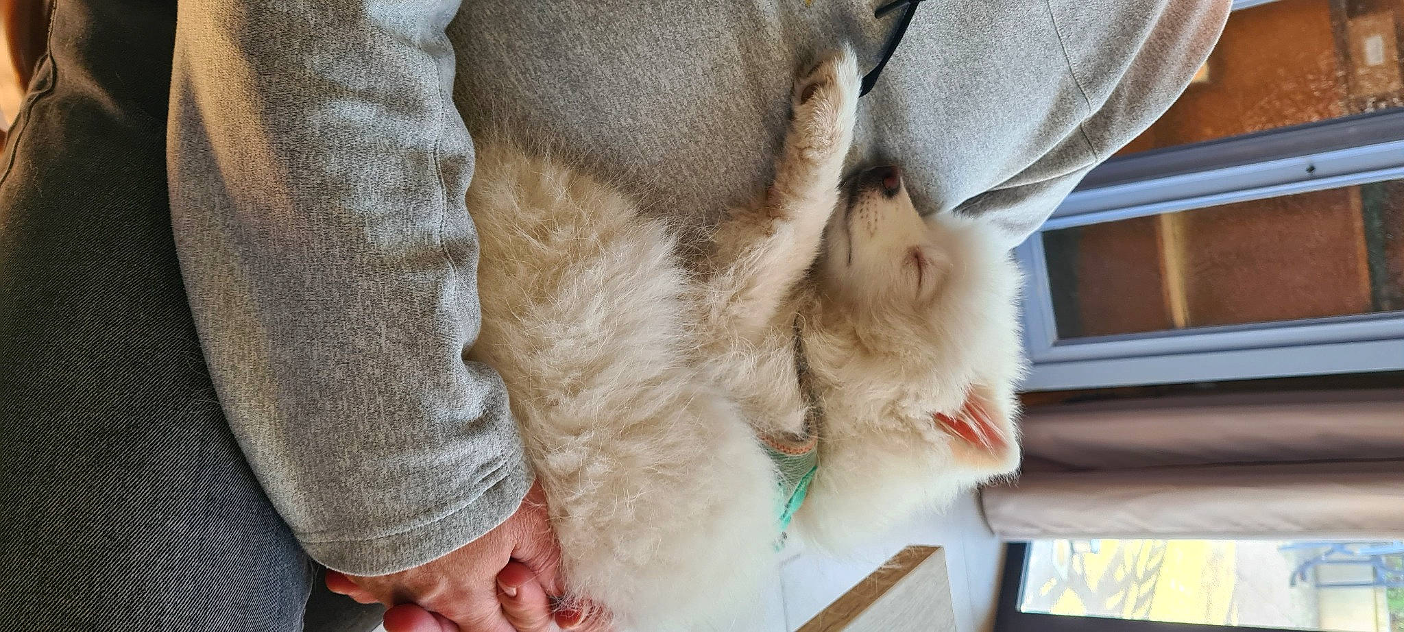 Fanny a rejoint le concours — aidez-le/la à gagner de superbes lots ! barefoot, carnivore, cat, claw, comfort, companion_dog, domestic_short_haired_cat, fawn, felidae, flooring, foot, fur, gesture, human_leg, nail, paw, small_to_medium_sized_cats, tail, toe, whiskers