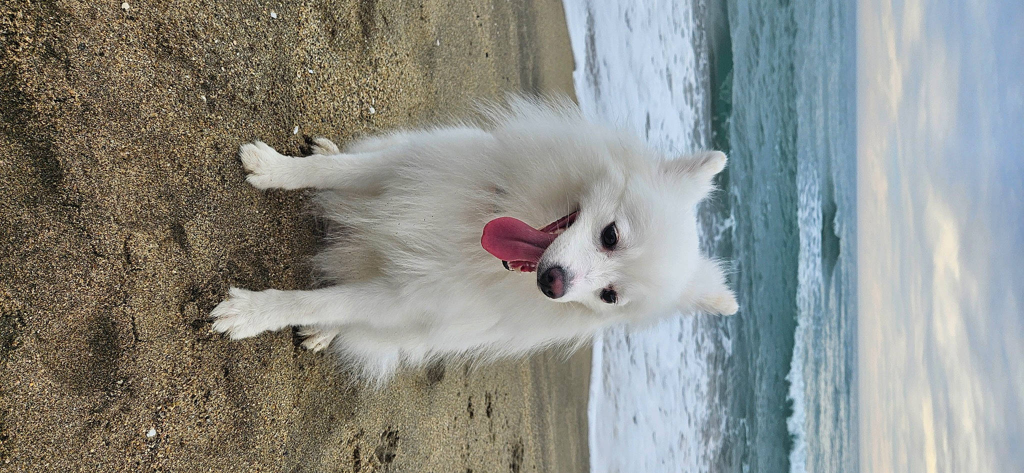 Fanny participe au concours pour gagner de l'argent avec cette photo : american_eskimo_dog, canidae, carnivore, companion_dog, dog, dog_breed, fur, german_spitz, german_spitz_klein, german_spitz_mittel, indian_spitz, japanese_spitz, samoyed, snout, snow, spitz, sporting_group, tail, volpino_italiano, water