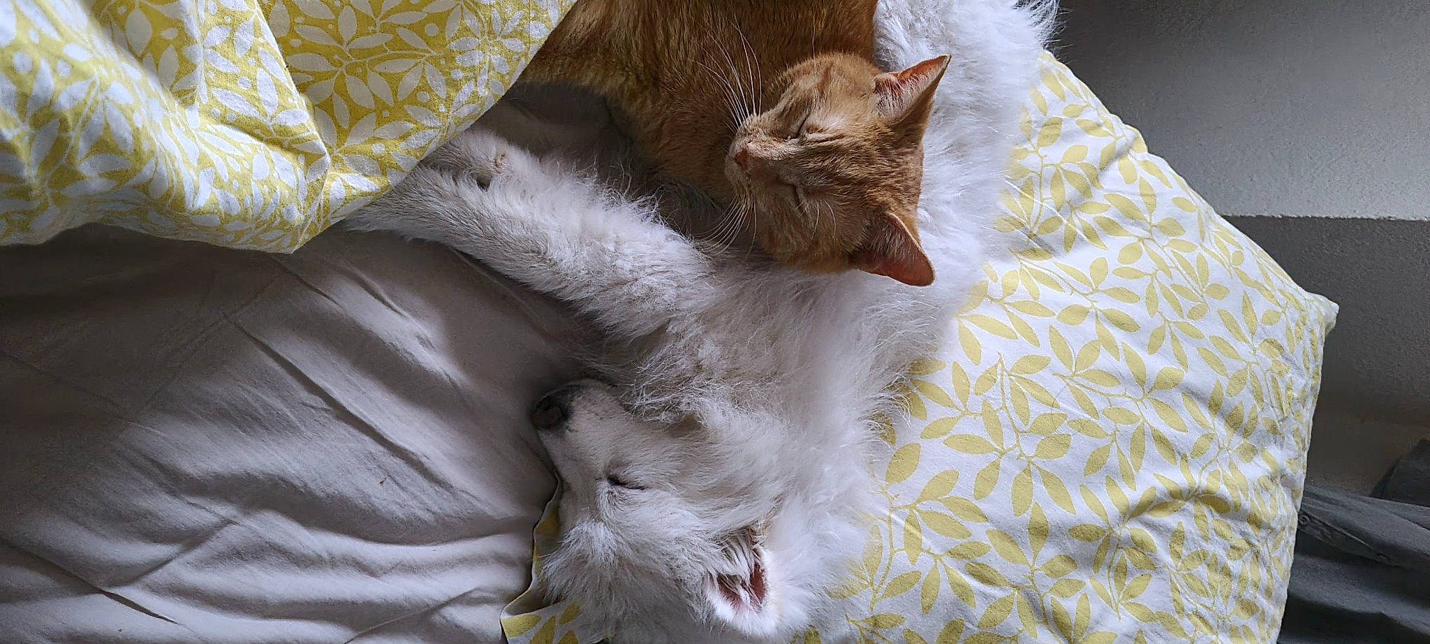 Marius César participe au concours pour gagner de l'argent avec cette photo : bed, carnivore, cat, cat_supply, claw, comfort, domestic_short_haired_cat, fawn, felidae, fur, linens, nap, pattern, paw, sleep, small_to_medium_sized_cats, tail, textile, whiskers