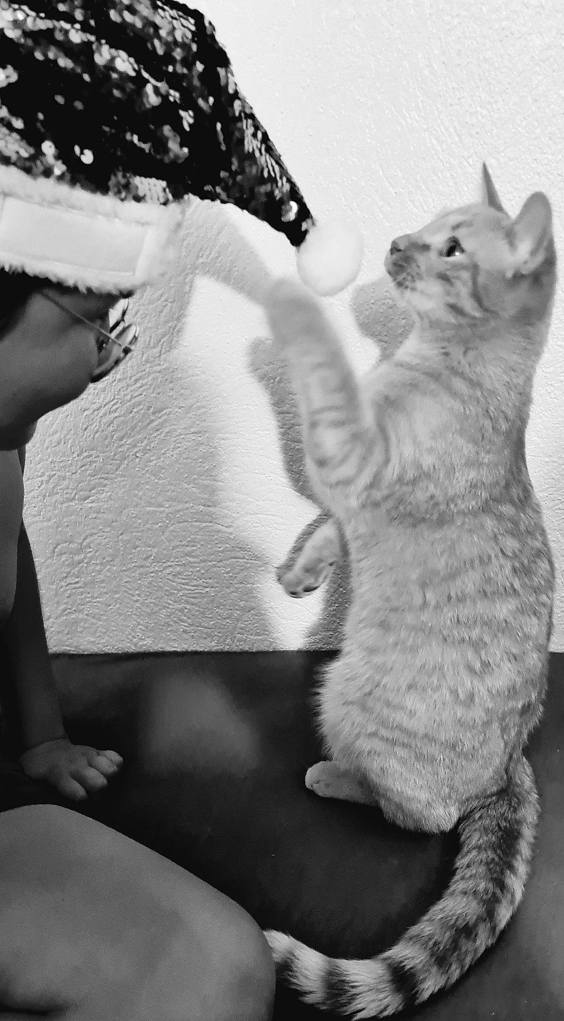 Marius César a rejoint le concours — aidez-le/la à gagner de superbes lots ! black, black_and_white, carnivore, cat, comfort, domestic_short_haired_cat, felidae, flash_photography, gesture, grey, happy, human_leg, monochrome, monochrome_photography, paw, small_to_medium_sized_cats, style, tail, thigh, whiskers