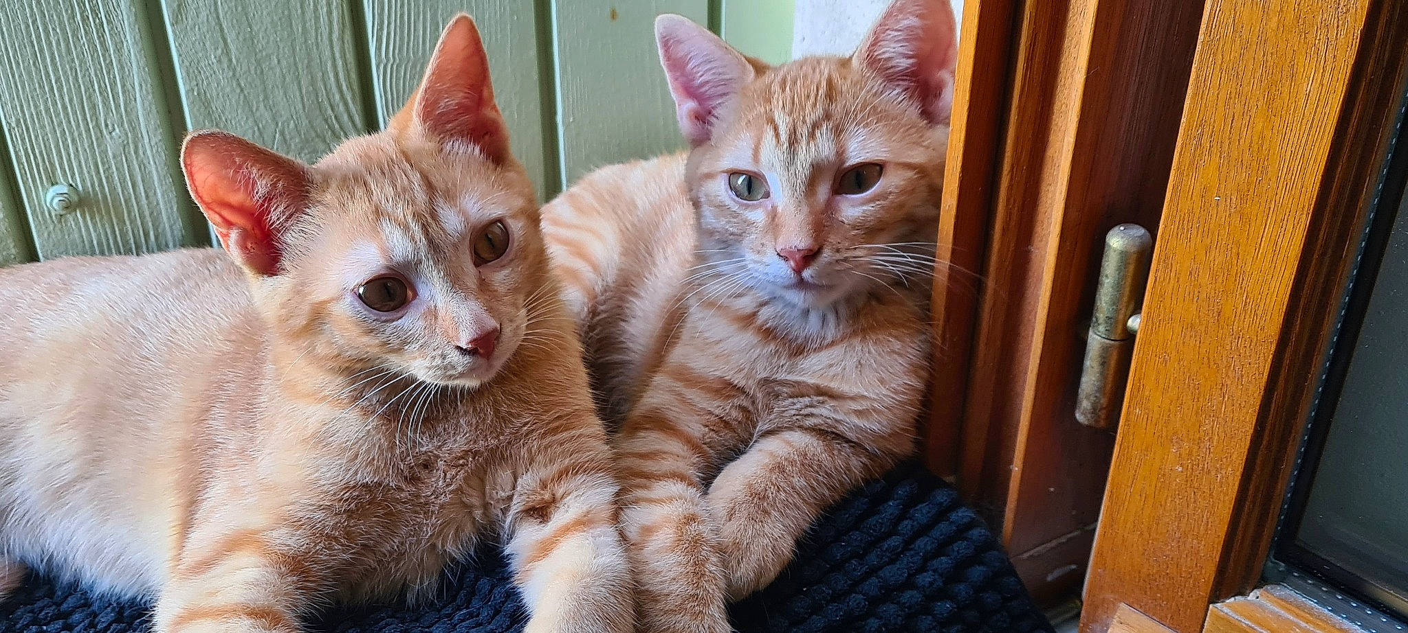 Marius César participe au concours pour gagner de l'argent avec cette photo : carnivore, cat, claw, comfort, domestic_short_haired_cat, fawn, felidae, fur, iris, paw, pet_supply, small_to_medium_sized_cats, snout, tail, whiskers, window, wood