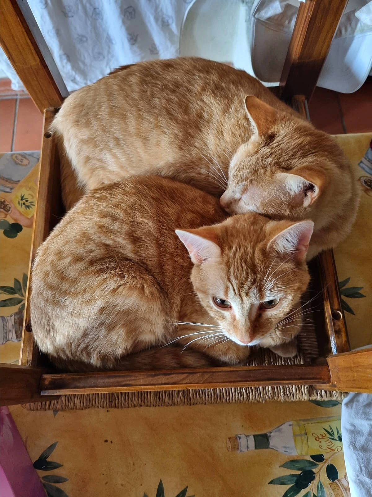 Marius César participe au concours pour gagner de l'argent avec cette photo : box, carnivore, cat, comfort, domestic_short_haired_cat, fawn, felidae, fur, paper_product, pet_supply, photo_caption, publication, small_to_medium_sized_cats, tableware, tail, terrestrial_animal, whiskers, wood