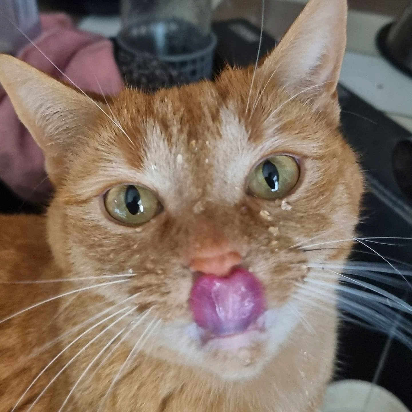 César