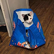 Vagabond a rejoint le concours — aidez-le/la à gagner de superbes lots ! cat, black_and_white, shopping_bag, blue_bag, wooden_floor, indoor, doorway, curious, pet, animal, feline, floor, bag, sitting, looking, domestic, cute, household, playful, cozy