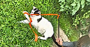 Vagabond a rejoint le concours — aidez-le/la à gagner de superbes lots ! cat, black_and_white, grass, outdoor, playful, ribbon, hand, person, greenery, nature, leaf, plant, animal, pet, fun, toy, tangled, summer, daylight, relaxing