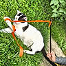 Vagabond a rejoint le concours — aidez-le/la à gagner de superbes lots ! cat, black_and_white, grass, outdoor, playful, ribbon, hand, person, greenery, nature, leaf, plant, animal, pet, fun, toy, tangled, summer, daylight, relaxing