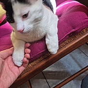 Vagabond participe au concours pour gagner de l'argent avec cette photo : cat, animal, pet, paw, hand, chair, cushion, purple, floor, tile, wood, furniture, indoor, comfort, relaxation, white, black, domestic, holding, interaction