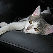 Noodle is registered to the contest to win money with this photo: cat, gray_and_white, lounging, relaxed, leather, black_surface, indoor, pet, animal, feline, closeup, whiskers, ears, paw, resting, domestic_cat, cute, calm, eyes, sleepy