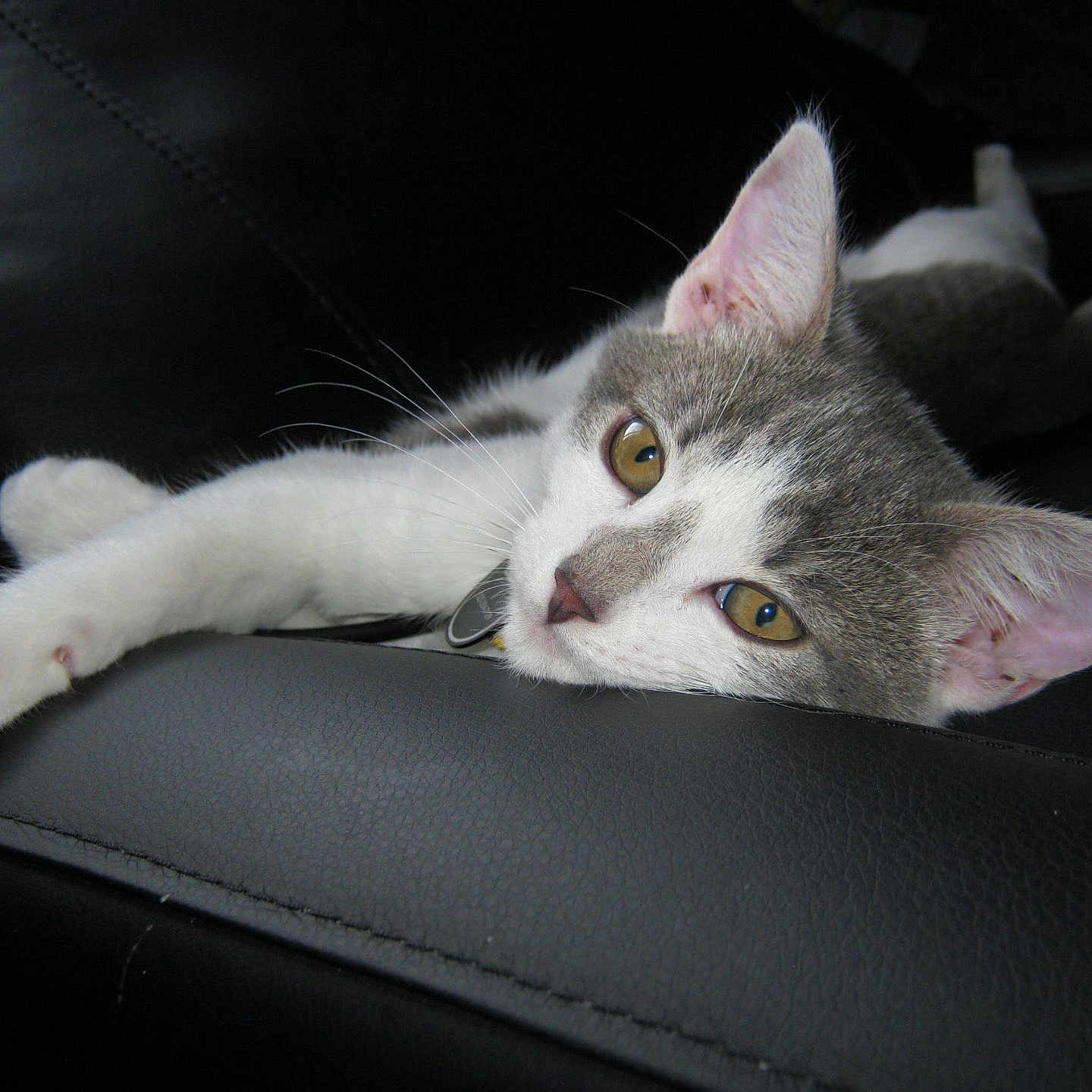 Noodle is registered to the contest to win money with this photo: cat, gray_and_white, lounging, relaxed, leather, black_surface, indoor, pet, animal, feline, closeup, whiskers, ears, paw, resting, domestic_cat, cute, calm, eyes, sleepy