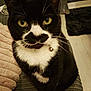 Skye is registered to the contest to win money with this photo: animal, bell, black_and_white, blanket, cat, close_up, collar, curious, cute, feline, floor, furniture, home, indoor, pet, remote_control, sitting, tuxedo_cat, whiskers, yellow_eyes
