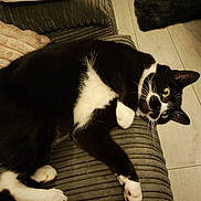 Skye is registered to the contest to win money with this photo: animal, black_and_white, cat, closeup, couch, curious, domestic, feline, floor, furniture, household, indoor, mammal, newspaper, paws, pet, relaxed, rug, tuxedo_cat, whiskers
