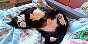 Skye is registered to the contest to win money with this photo: animal, bed, black_and_white, cat, comfort, cozy, cute, domestic_cat, feline, floral_bedspread, fur, home, indoor, paw, pet, pink, relaxed, resting, room, sleeping