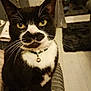 Skye joined the competition — help win amazing prizes! animal, bell, black_and_white, cat, closeup, collar, cozy, cute, domestic_cat, feline, fur, home, indoor, mustache_pattern, pet, sitting, striped_cushion, tuxedo_cat, whiskers, yellow_eyes