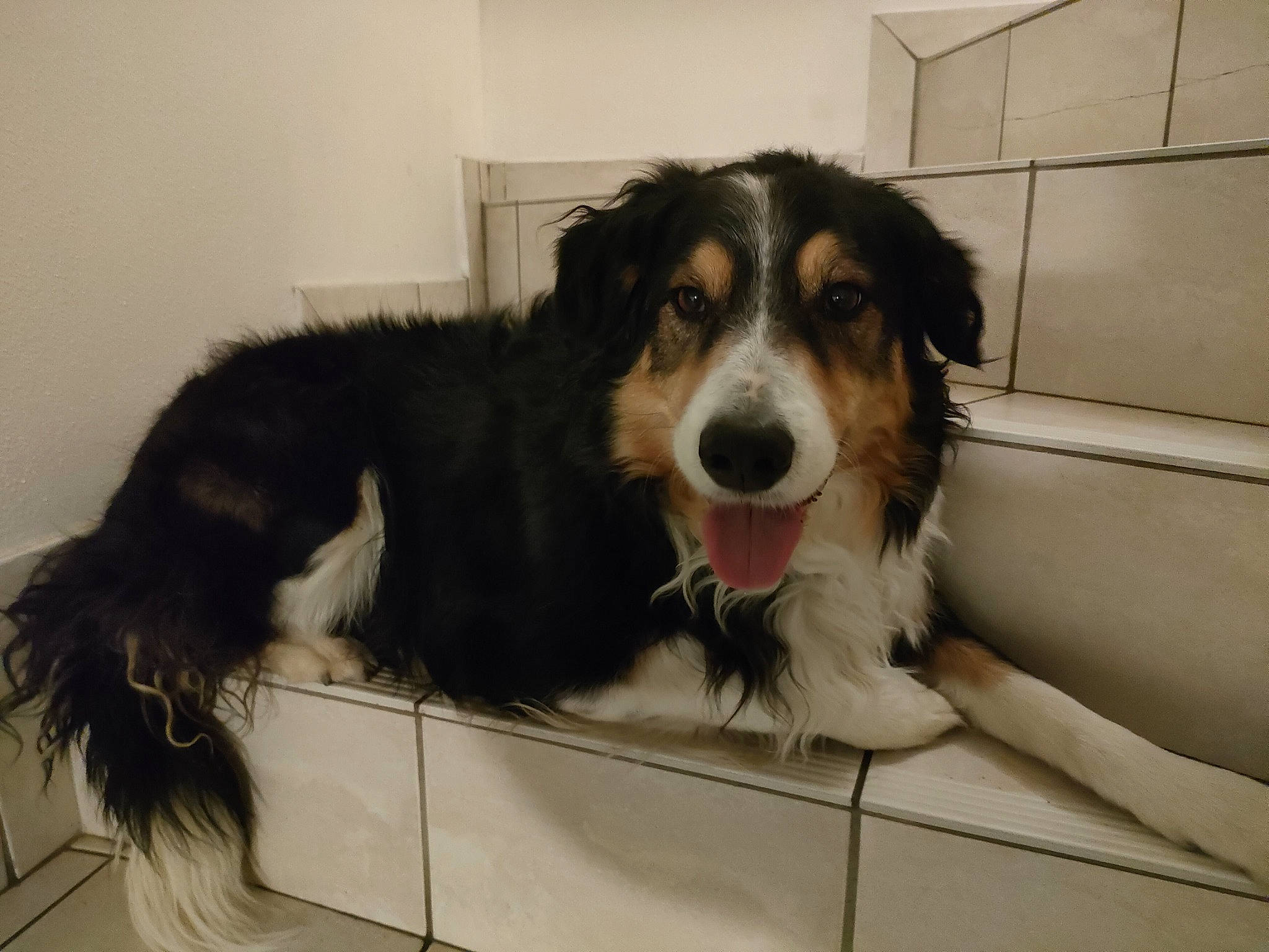 Laïka participe au concours pour gagner de l'argent avec cette photo : ball, border_collie, bored, canidae, carnivore, companion_dog, dog, dog_breed, door, fur, gun_dog, herding_dog, pyrenean_mastiff, snout, sporting_group, terrestrial_animal, working_animal, working_dog