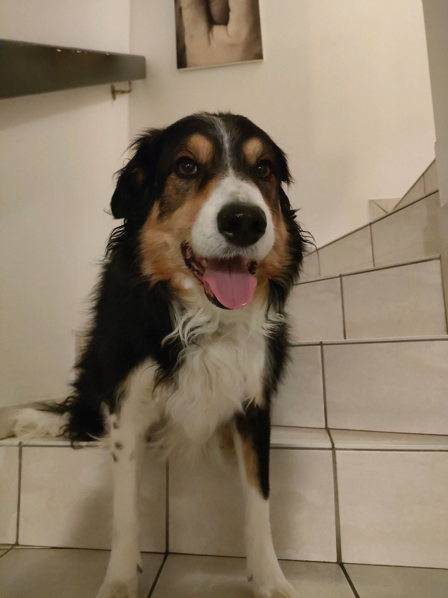 Laïka participe au concours pour gagner de l'argent avec cette photo : ball, bernese_mountain_dog, canidae, carnivore, collar, companion_dog, dog, dog_breed, flooring, fur, giant_dog_breed, herding_dog, snout, sporting_group, terrestrial_animal, whiskers, working_animal, working_dog