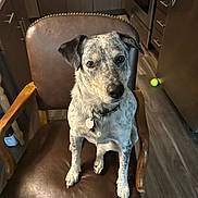 Augusta Coutelle is registered to the contest to win money with this photo: dog, chair, leather, kitchen, floor, cabinet, countertop, appliance, tennis_ball, pet, indoor, wood, furniture, curious, sitting, collar, tag, brown, gray, white