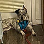 Augusta Coutelle joined the competition — help win amazing prizes! dog, spotted_dog, blue_harness, leash, wooden_floor, indoor, pet, animal, resting, alert, window_blinds, white_wall, ears, collar, domestic_animal, canine, flooring, house, relaxed, brown