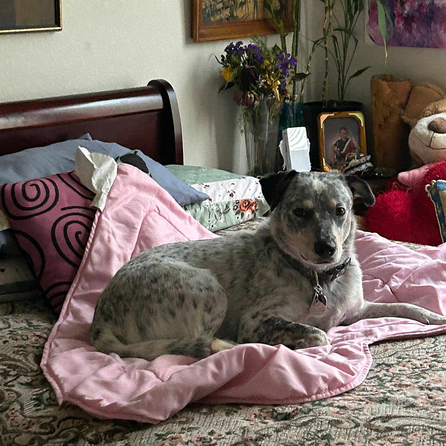 Augusta Coutelle is registered to the contest to win money with this photo: animal, bed, blanket, collar, comfort, cozy, decor, dog, furniture, home, indoor, living_room, painting, patterned, pet, pillow, plant, portrait, relaxing, resting
