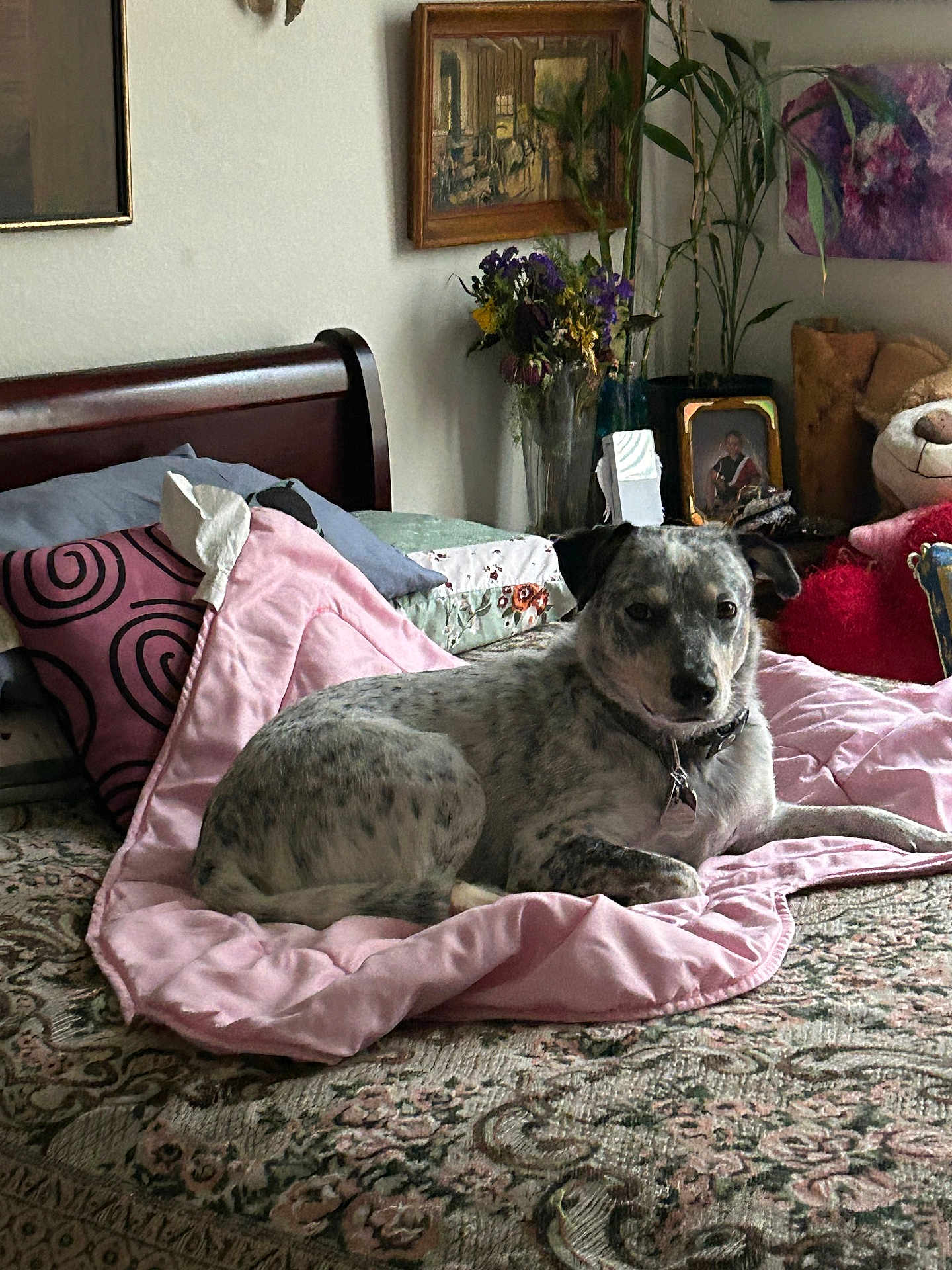 Augusta Coutelle is registered to the contest to win money with this photo: dog, bed, blanket, pillow, indoor, painting, plant, furniture, decor, cozy, resting, animal, pet, collar, patterned, living_room, comfort, relaxing, home, portrait
