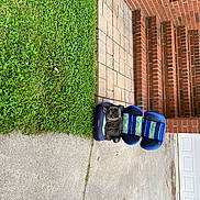 Ryder is registered to the contest to win money with this photo: asphalt, automotive_tire, brick, brickwork, city, concrete, electric_blue, facade, flooring, gas, grass, groundcover, plant, rectangle, road, road_surface, sidewalk, tints_and_shades, urban_design, wood