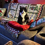 Layla joined the competition — help win amazing prizes! animal, black_and_white, blanket, cat, christmas, couch, cozy, cushion, festive, furniture, home, indoor, living_room, pet, pillow, portrait, santa_plush, sitting, sofa, tuxedo_cat