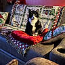 animal, black_and_white, blanket, cat, christmas, couch, cozy, cushion, festive, furniture, home, indoor, living_room, pet, pillow, portrait, santa_plush, sitting, sofa, tuxedo_cat