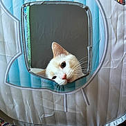 Church is registered to the contest to win money with this photo: cat, pet, play_tent, speech_bubble_shape, butterfly_graphic, curious, indoor, colorful, multicolored_rug, orange_and_white_cat, kitten, peek, window, fabric, whiskers, cute, animal, playful, home, soft_light