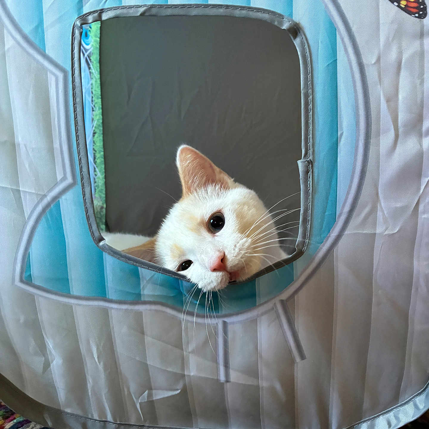 Church is registered to the contest to win money with this photo: cat, pet, play_tent, speech_bubble_shape, butterfly_graphic, curious, indoor, colorful, multicolored_rug, orange_and_white_cat, kitten, peek, window, fabric, whiskers, cute, animal, playful, home, soft_light