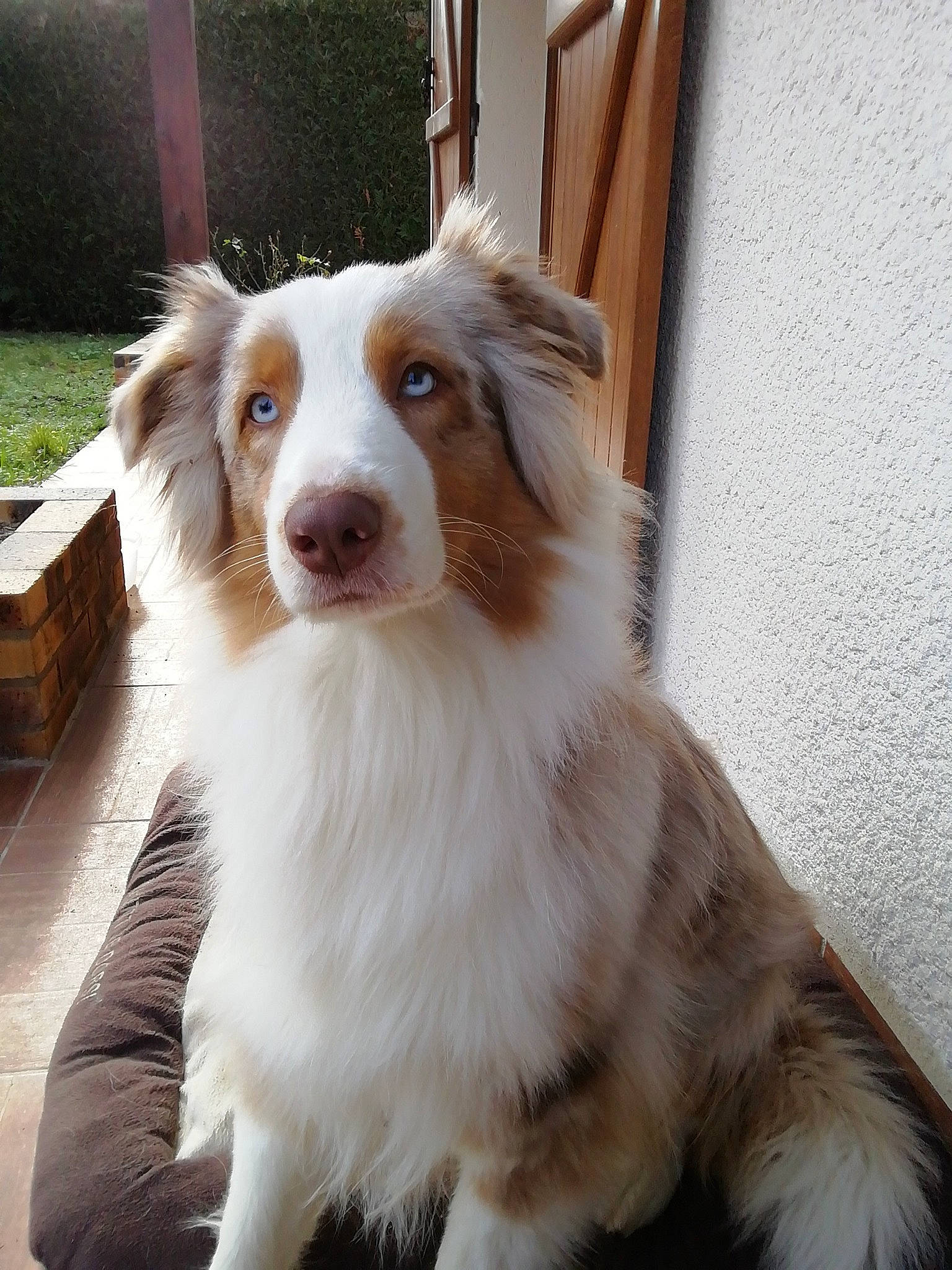Skyla a rejoint le concours — aidez-le/la à gagner de superbes lots ! australian_collie, australian_shepherd, border_collie, carnivore, companion_dog, dog, dog_breed, door, fang, fur, herding_dog, liver, plant, snout, sporting_group, terrestrial_animal, whiskers, working_dog