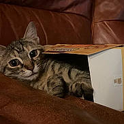 Kiki is registered to the contest to win money with this photo: cat, kitten, tabby_cat, cardboard_box, couch, leather, pet, indoor, close_up, portrait, whiskers, paws, big_eyes, relaxed, snack_box, snyders_box, brown, cozy, curious, household_object