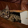cat, kitten, tabby_cat, cardboard_box, couch, leather, pet, indoor, close_up, portrait, whiskers, paws, big_eyes, relaxed, snack_box, snyders_box, brown, cozy, curious, household_object
