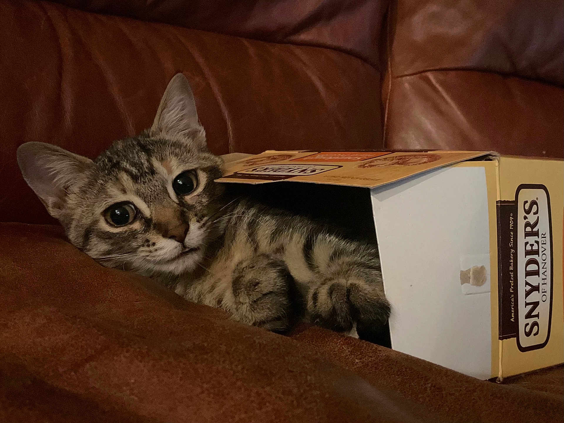 Kiki is registered to the contest to win money with this photo: cat, kitten, tabby_cat, cardboard_box, couch, leather, pet, indoor, close_up, portrait, whiskers, paws, big_eyes, relaxed, snack_box, snyders_box, brown, cozy, curious, household_object