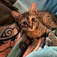 Kiki joined the competition — help win amazing prizes! bedding, big_eyes, blanket, cat, close_up, comfortable, cozy, ears, fur, indoor, kitten, looking_at_camera, paws, pet, portrait, soft_texture, striped, tabby_cat, tail, whiskers