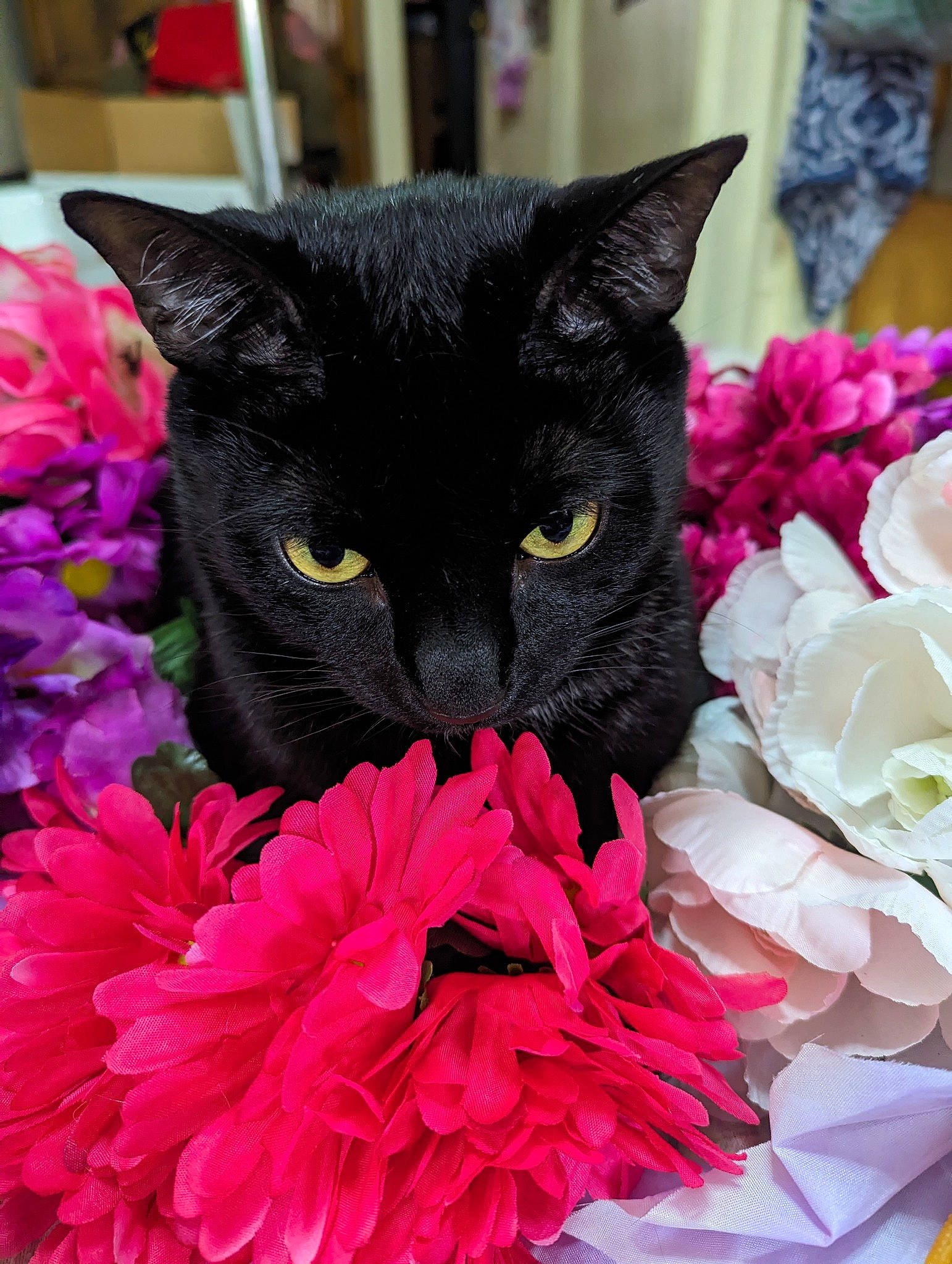 Grim is registered to the contest to win money with this photo: annual_plant, artificial_flower, carnivore, cat, creative_arts, cut_flowers, domestic_short_haired_cat, felidae, flower, flower_arranging, flowering_plant, groundcover, magenta, petal, pink, plant, small_to_medium_sized_cats, snout, tree, whiskers