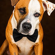 Vasco a rejoint le concours — aidez-le/la à gagner de superbes lots ! animal, bow_tie, boxer, brown_and_white, canine, close_up, collar, cute, dark_background, dog, floppy_ears, formal, front_view, pet, photography, portrait, serious, short_hair, sitting, studio_lighting