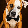 animal, bow_tie, boxer, brown_and_white, canine, close_up, collar, cute, dark_background, dog, floppy_ears, formal, front_view, pet, photography, portrait, serious, short_hair, sitting, studio_lighting