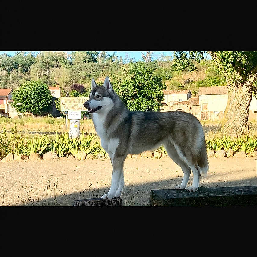 Alaska participe au concours pour gagner de l'argent avec cette photo : dog, husky, outdoor, standing, sunlight, greenery, tree, building, nature, pet, animal, canine, fur, side_view, alert, daytime, rural, landscape, quiet, watchful