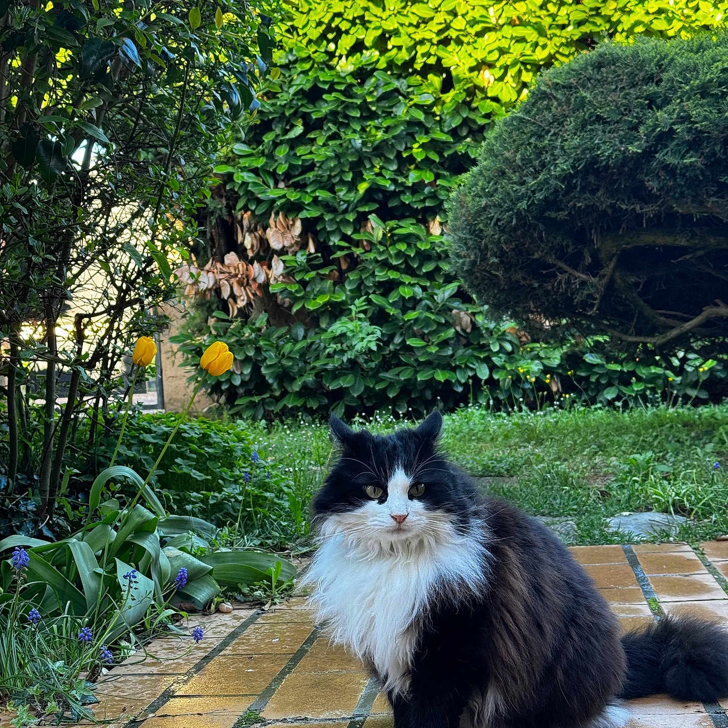 Oreo participe au concours pour gagner de l'argent avec cette photo : backyard, flagstone, flower, garden, grass, herbal, herbs, jar, leaf, nature, outdoors, path, plant, planter, pottedplant, pottery, vase, vegetation, walkway, yard