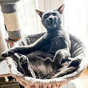 Baki a rejoint le concours — aidez-le/la à gagner de superbes lots ! animal, cat, cat_bed, cozy, ears, feline, funny_expression, furniture, grey_cat, home, indoor, paw, pet, portrait, relaxed, scratching_post, sunlight, vampire_fangs, whiskers, window