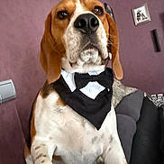 Teddy a rejoint le concours — aidez-le/la à gagner de superbes lots ! animal, bandana, beagle, couch, decor, dog, domestic, ears, expression, frame, fur, furniture, indoor, mammal, nose, pet, portrait, purple_wall, seated, tuxedo_style