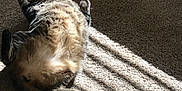 Lilly is registered to the contest to win money with this photo: cairn_terrier, canidae, carnivore, cat, dog, dog_breed, fawn, floor, flooring, fur, tail, toy_dog