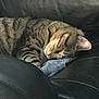 Lilly is registered to the contest to win money with this photo: asian, california_spangled, carnivore, cat, comfort, domestic_short_haired_cat, dragon_li, egyptian_mau, european_shorthair, felidae, fur, mammal, nap, ocicat, pixie_bob, sleep, small_to_medium_sized_cats, snout, tabby_cat, whiskers