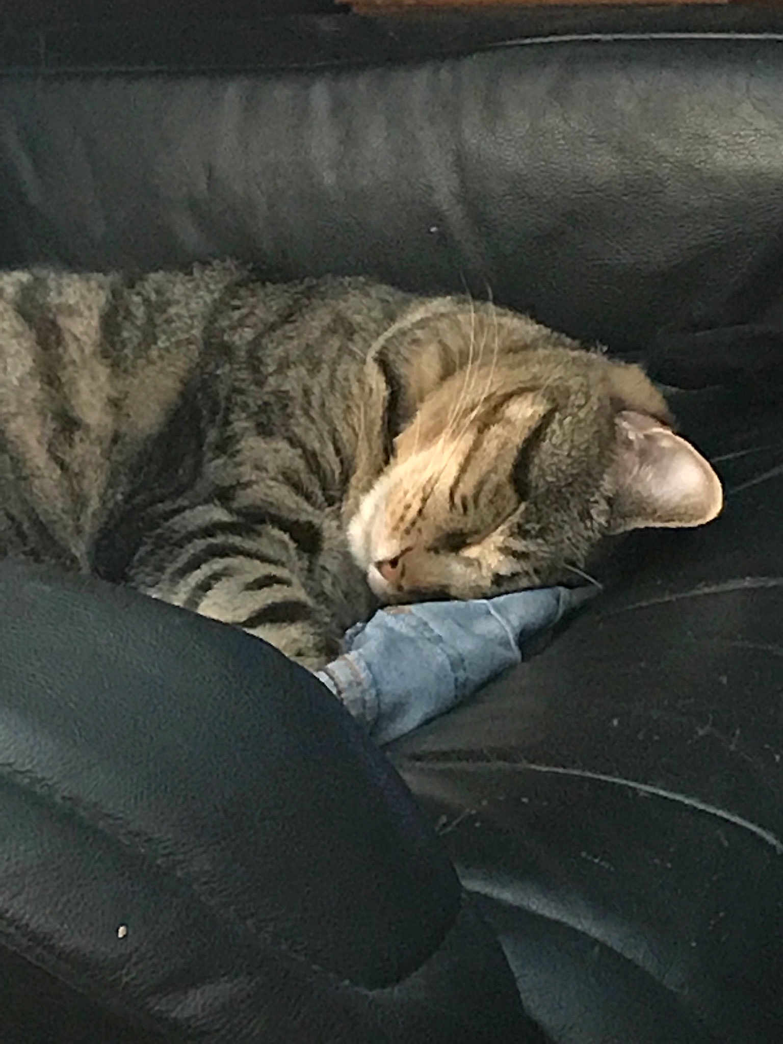 Lilly is registered to the contest to win money with this photo: asian, california_spangled, carnivore, cat, comfort, domestic_short_haired_cat, dragon_li, egyptian_mau, european_shorthair, felidae, fur, mammal, nap, ocicat, pixie_bob, sleep, small_to_medium_sized_cats, snout, tabby_cat, whiskers