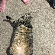 Lilly joined the competition — help win amazing prizes! bengal, carnivore, cat, domestic_short_haired_cat, dragon_li, european_shorthair, felidae, kitten, mammal, small_to_medium_sized_cats, tabby_cat, tail, toyger, vertebrate, whiskers