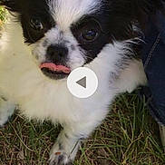 Luna joined the competition — help win amazing prizes! canidae, carnivore, companion_dog, dog, dog_breed, grass, japanese_chin, mammal, phalene, puppy, rare_breed_dog, snout, sporting_group, toy_dog, vertebrate, whiskers